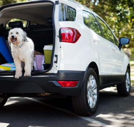 Comment protéger son coffre de voiture quand on a un chien ?
