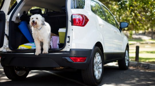 Comment protéger son coffre de voiture quand on a un chien ?