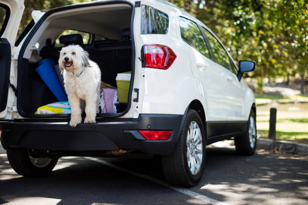 Comment protéger son coffre de voiture quand on a un chien ?